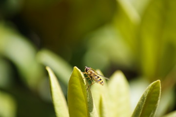 Schwebfliege,Rhododendron,Grün,Fliege, sitzen