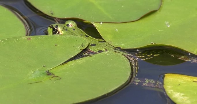 Rana verde si riposa nell'acqua con foglie di ninfee