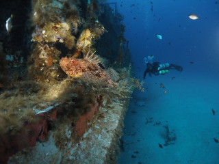 Fototapeta na wymiar Sidemount Diving - Scorpionfish - P29 Wreck - Cirkewwa Dive Site - Malta