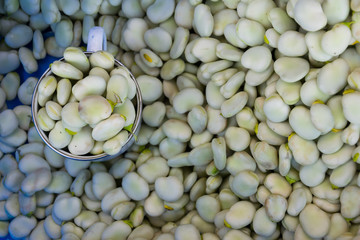 Broad bean