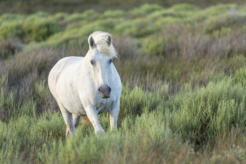 Jeune cheval camarguais dans son pr&eacute;