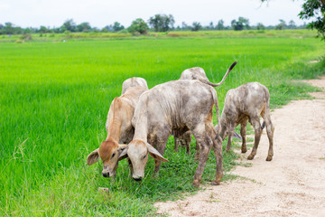 herd cows in the field stall , watch ahead of cows , the white color of herd of cows in the farm