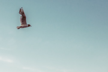 Sea gull flying in the sky
