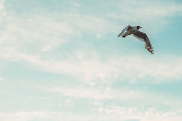 Sea gull flying in the sky