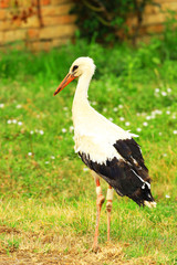 White stork, Ciconia ciconia, juvenile bird 