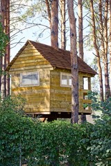 Деревянный домик на сосновых деревьях в лесу © butus