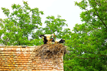 White storks family in nest 