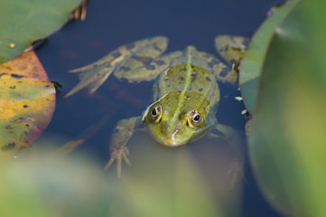 Laubfrosch, Frosch, Teich,schwimmhaut, schwimmen Seerosenblatt
