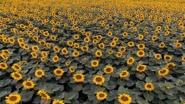 Field of flowering sunflowers. view from above