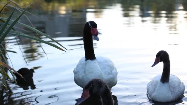 Swan swimming