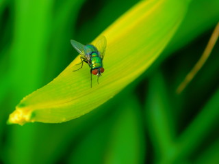 Reflective fly