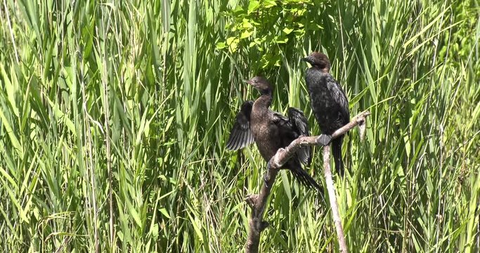 Coppia di cormorani uccelli acquatici nel lago e fiume