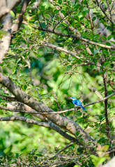 Obraz premium Collared Kingfisher Waiting On Branch Of Tree In The Park, Rural Thailand.