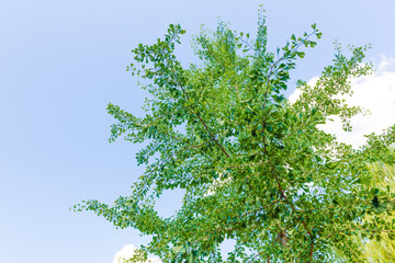 view to a tree with blue sky