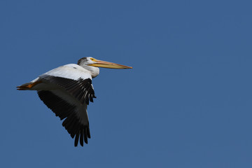 American White Pelican in flight