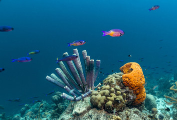 Caribbean coral reef