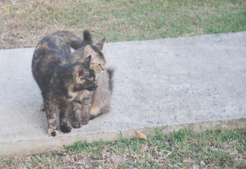 Chats 