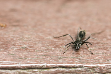 Ant