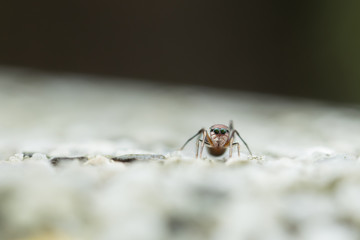 Ant-mimic jumping spider