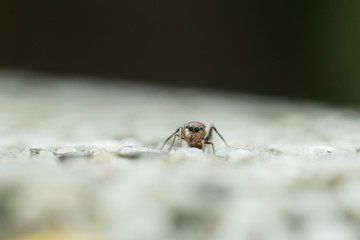 Ant-mimic jumping spider