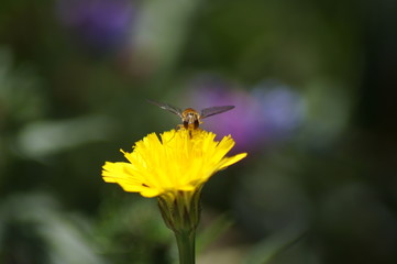 Schwebfliege,Fliege, Blume,Gelb, Nektar