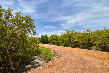 Fototapeta na wymiar Rural dirt road bend to left , mangrove trees along the road