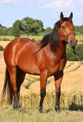 Obraz premium braunes predeportrait