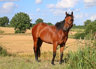Obraz premium braunes predeportrait