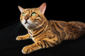 The gold Bengal Cat on black background