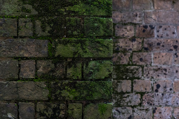 Thick green moss covering old brick building