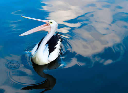 Pelican With Beak Open In Blue Water