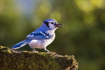 American Blue Jay in autumn