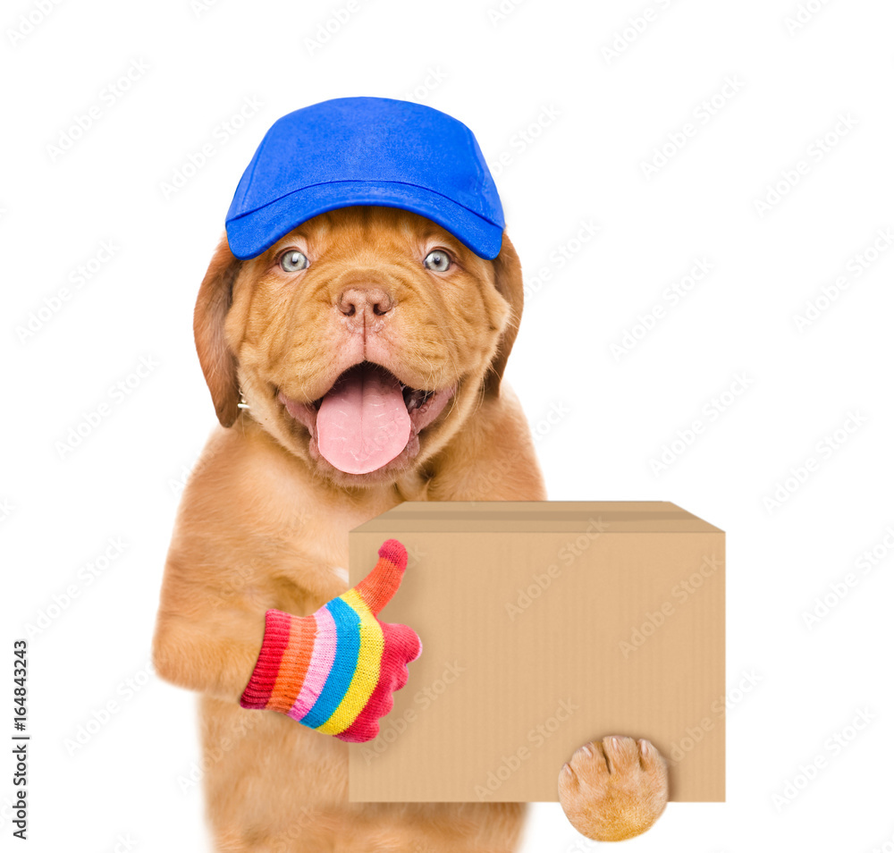 Poster funny dog in cap delivering a big package and showing thumbs up. isolated on white background