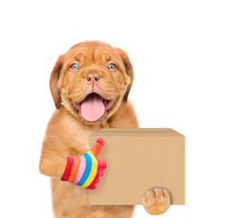 Funny dog delivering a big package and showing thumbs up. isolated on white background