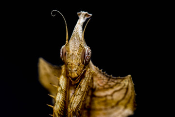 Giant Devils Flower Mantis (Idolomantis Diabolica)