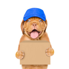 Funny dog in cap delivering a big package. isolated on white background