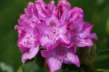 rhododendron blüte