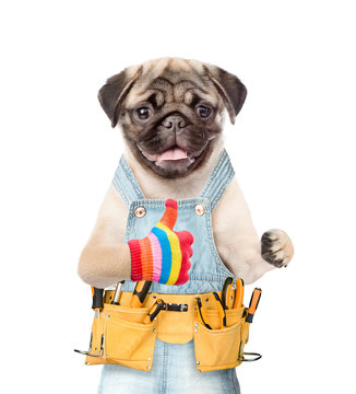 Funny dog worker with tool belt showing thumbs up. Isolated on white background