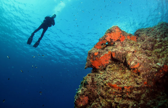 South Reef -  Cirkewwa Dive Site - Malta