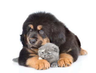 Puppy of a Tibetan mastiff embracing kitten. isolated on white background
