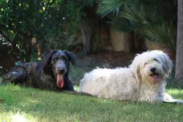 Cani di razza Fonnese