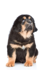 Tibetan mastiff puppy looking up. isolated on white background