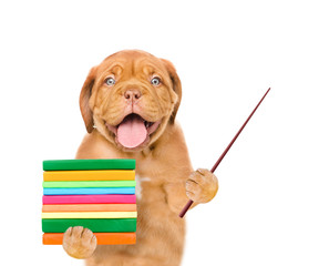 Dog holding books and pointing stick. isolated on white background