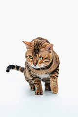 Obraz premium The gold Bengal Cat on white background