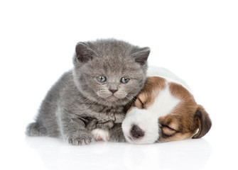 Cute kitten near sleeping puppy Jack Russell. isolated on white background