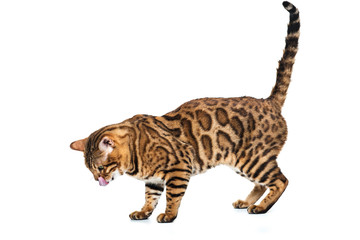 The gold Bengal Cat on white background