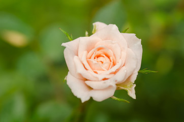 Beautiful roses flower blossom in a garden,Decorative flowers