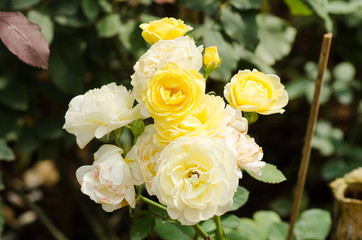 Yellow roses flower blossom in a garden,Decorative flowers
