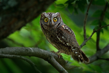 Common Scops Owl, Otus scops, little owl in the nature habitat, sitting on the green spruce tree branch, forest in the background, Bulgaria. Wildlife scene from nature.