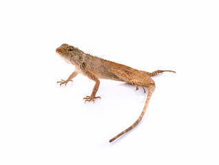 Asian chameleon isolated on white background.
